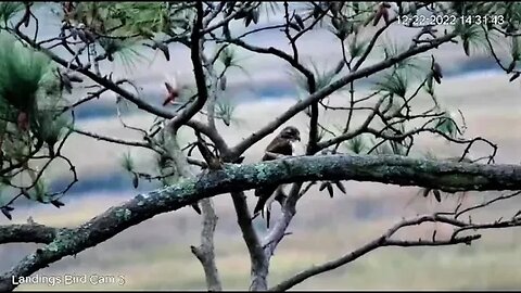 Red Tailed Hawk by The Marsh 🌲 12/22/22 14:30