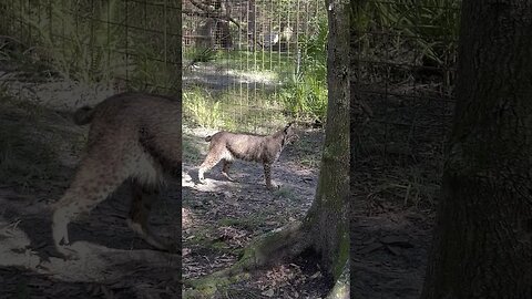 Is Flint Bobcat Bored?