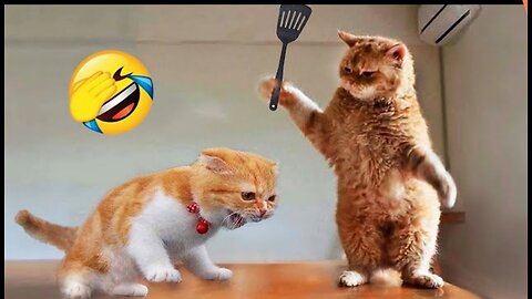 Trending Funny Animals Video😂😂😂😂