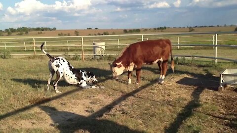 Great Dan Leo plays with the cow and tries to upset her.