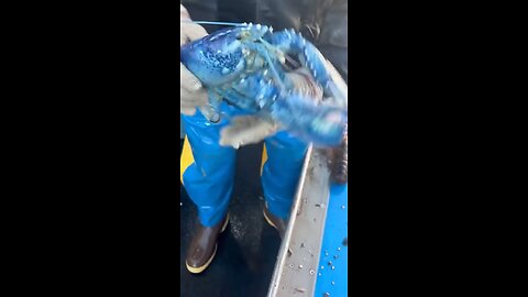 1 in 200000 Blue lobster caught!!