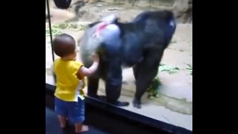 Funny video Animals Trolling Babies in The Zoo, MP4 720