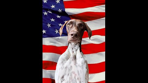 GSP GERMAN SHORTHAIR POINTER DOG DOGGY VIDEO 2023 HOLIDAY SEASON