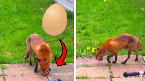 Mummy Fox Carefully Takes A Whole Egg Back To Her Pups!