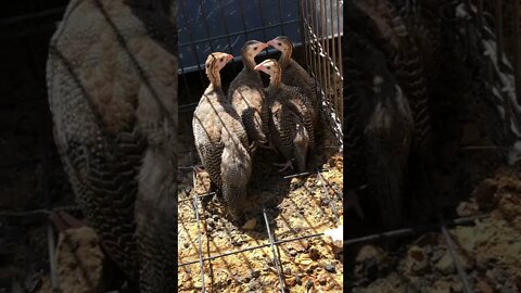 Guinea Fowl keets moved closer to the trees Day 12 - 7 weeks old