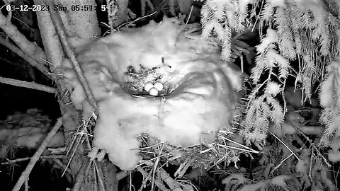 Ellie Lays Third Egg 🥚🥚🥚 03/11/23 22:28