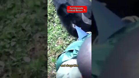 Gorilla Moves Man Away