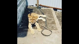 My pet lion