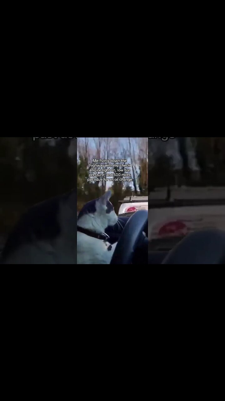 Funny Family Guy Meme Video Random Roadhouse Meme Funny Trending