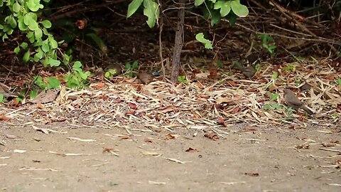 Birds are playing freely in jungle | Bird Chirping | Must watch most satisfying video