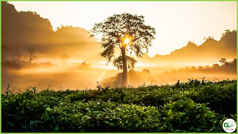 Beautiful Trees and Chopin Music 🌳🎶🌲 Piano Music for Study, Concentration, Creativity, Reading