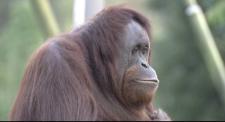 Great Apes at San Diego Zoo receive experimental COVID vaccine