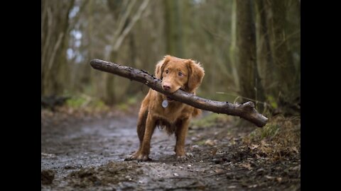 Loyal animals 🐕️🐶