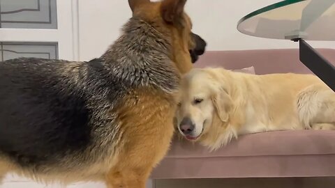 Golden Retriever doesn't want to share сouch with German Shepherd