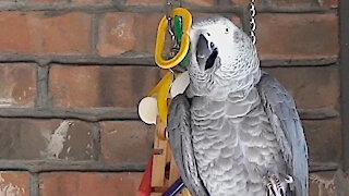 Parrot precisely imitates the sound of water