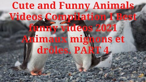 Cute and Funny Animals Videos Compilation I Best funny videos 2021 Animaux mignons et drôles. PART 4