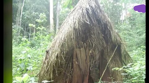 Man of the hole ,last member of indigenous tribes dies in Brazil Amazon rainforest