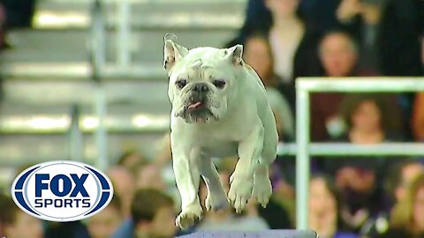 Watch Rudy the Bulldog crush the 2019 WKC Masters Agility course | FOX SPORTS!!