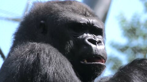 Eastern Lowland Gorilla Amahoro Makes It Look Easy To Get To The Leaves