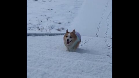 Corgi climbing at full speed