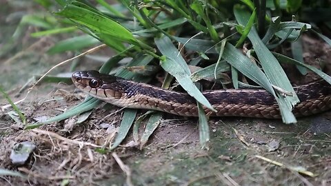 🐍 Garden Snake 🐍