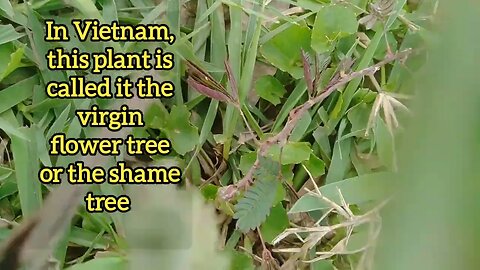 Does your country have this plant ? Vietnamese called it the Virgin Flower or the Shame tree