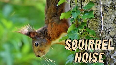 Squirrel Barking Noises Sound Effect | Squirrel Making Noise Loud Video By Kingdom Of Awais