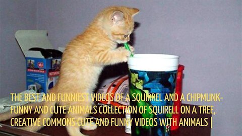 The best and funniest videos of a squirrel and a chipmunk - Funny and cute animals