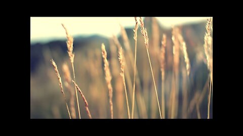 [ ASMR ] Walk into Peaceful Nature HD ( sounds of water, birds, leaf's and nature )