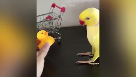 Funny parrots 🐦🐦🐦. alot of laughing ,cockatoo very funny moments