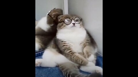 The Cudiest Compilation - Cat with Glasses, Dog in the Pool and Dancing Pets