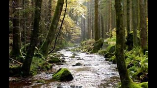 Amazing bird's-eye view of Germany's Black Forest