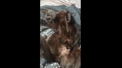 The Shadow Cat: A cat who loves a belly rub