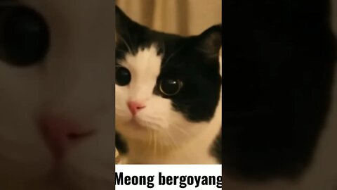 goyang meong #shorts #viral #video #youtubeshorts #cat #kucinglucu #kucing