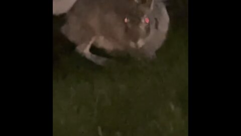 Scary Cute rabbit eats grass in night in dark between houses