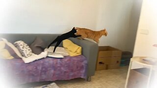 Black Kitten Chases Orange Cat Away