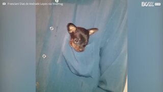 Cucciolo di pinscher si nasconde dentro una tasca