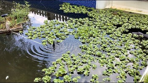 pool to pond conversion, Midsummer view