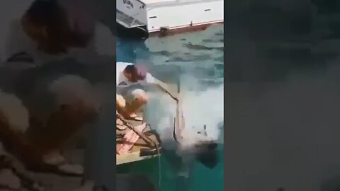 This man is feeding Shark 🦈 | #Shorts #Animals #Shark