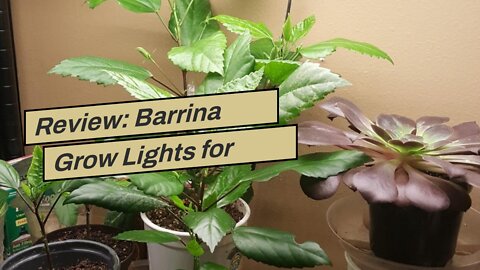 Review: Barrina Grow Lights for Indoor Plants, Full Spectrum Sunlight, 2ft 40W (4 x 10W, 250W E...