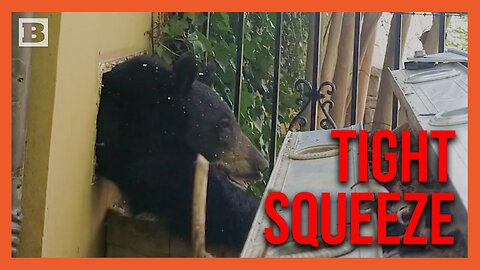 This Bed Is Too Small! Black Bear Squeezes Out of Tiny House Vent