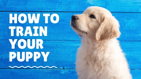 Basic Dog Training : 10 Essentials Commands for your Pet