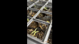 Seedlings