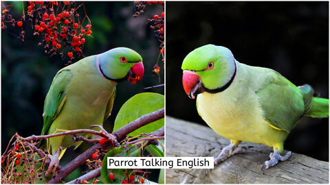 Amazon Parrot Taking English | Funny Animals Video