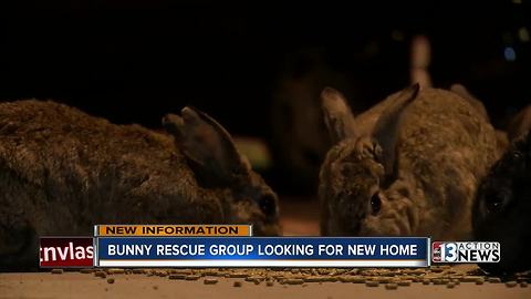 Preliminary results show dead bunnies had cracked ribs