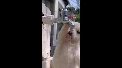 Thirsty dog