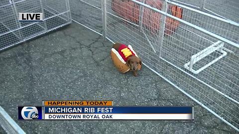 Wiener Dog Racing at the Michigan Rib Fest