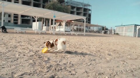 Young adult sporty girl playing with little pet on beach