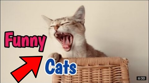 Top Funny Cat Videos Of The Weekly - Try Not To Laugh