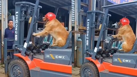 The forklift driver is a dog, better than a lot of people